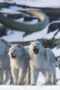 Nonton Film Life on Our Planet Season 1 Episode 8 Bioskop21 Nonton Film Life on Our Planet Season 1 Episode 8 Bioskop21
