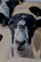 Nonton Film Clarkson’s Farm Season 5 Episode 2 Bioskop21 Nonton Film Clarkson’s Farm Season 5 Episode 2 Bioskop21